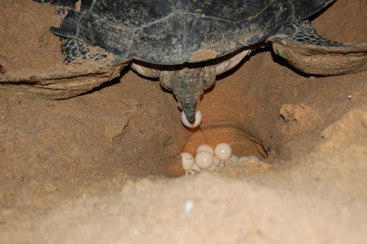 Rekawa Turtle Gate Hotel Tangalle Eksteriør billede