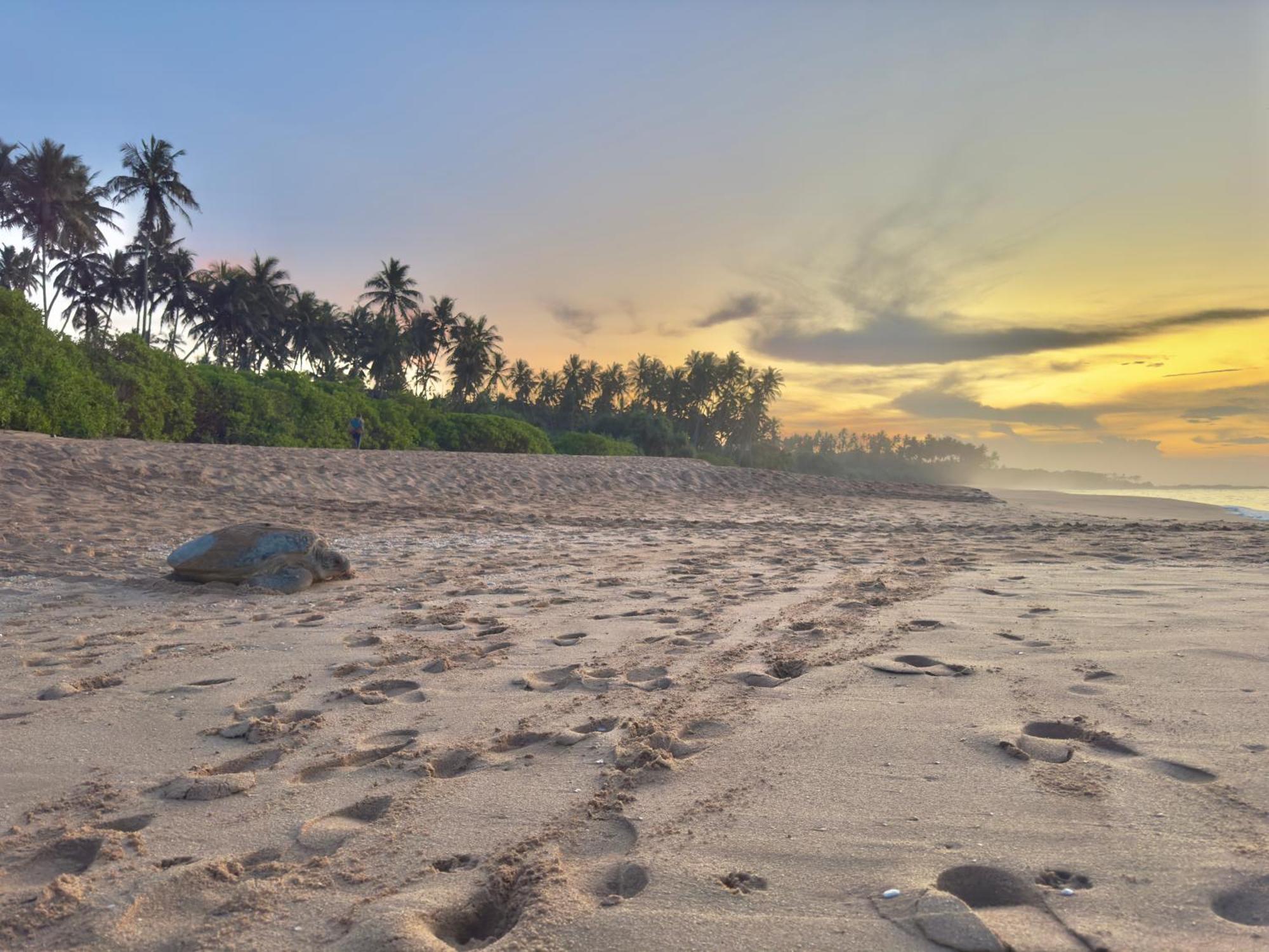 Rekawa Turtle Gate Hotel Tangalle Eksteriør billede