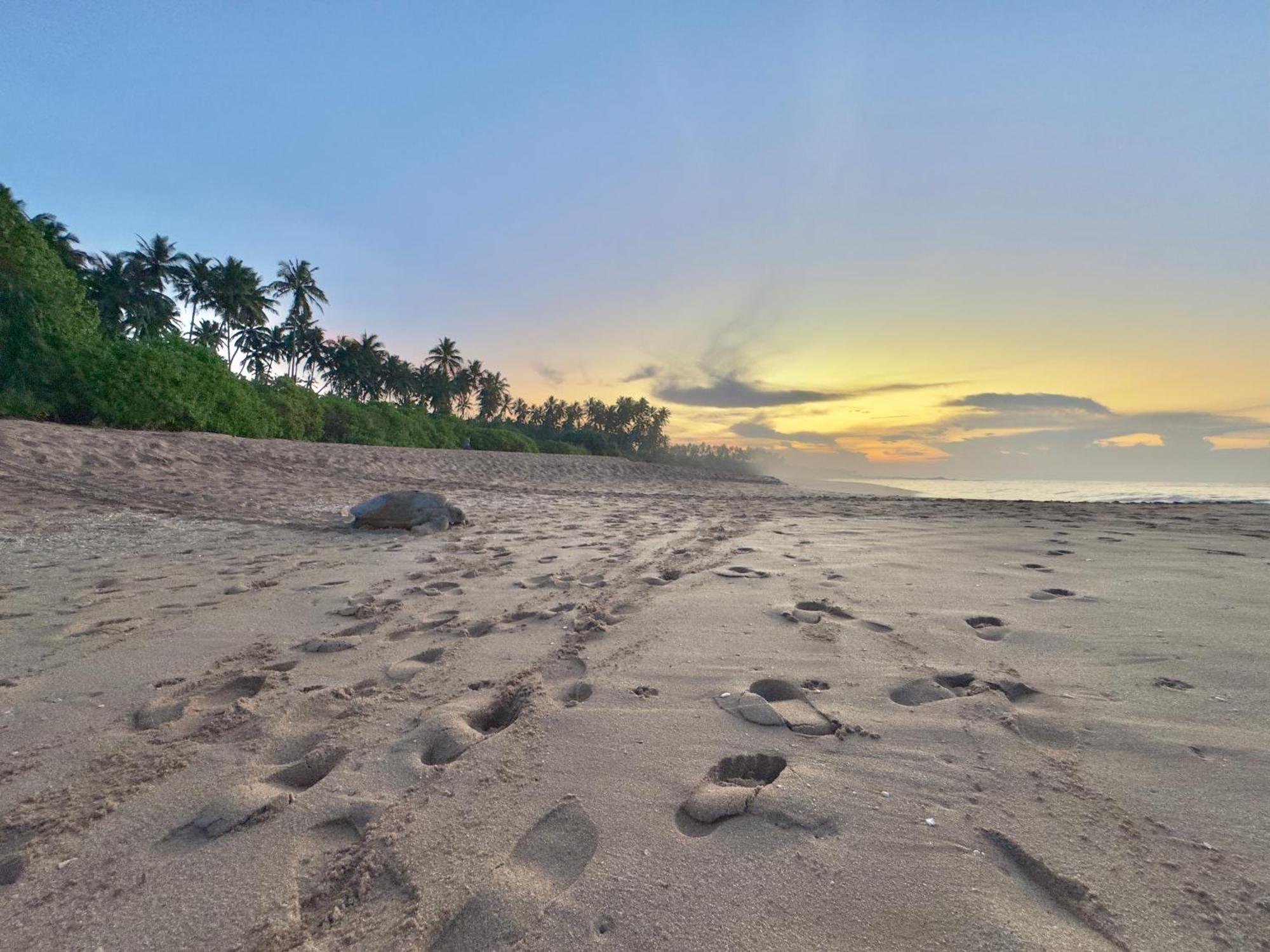 Rekawa Turtle Gate Hotel Tangalle Eksteriør billede